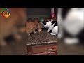 Funny Cat Compilation Funny Animals Videos