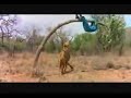 Lion Attacking Funny Video