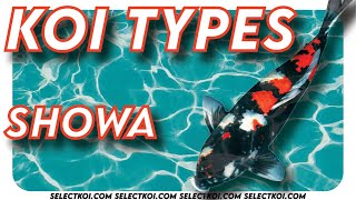 Koi Types SHOWA