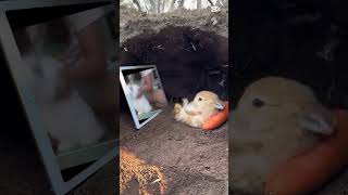 This Funny Loves Bunny Torture
