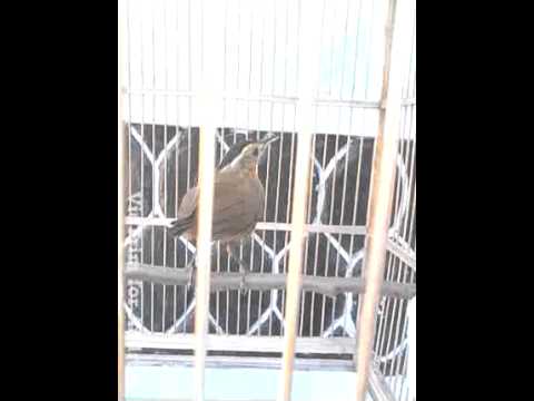 VIDEO : burung pelatuk topi hitam -  ...