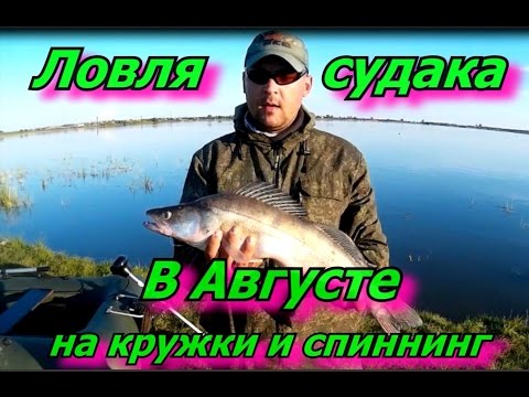 ловля судак на кружок ловля судак на кружок
