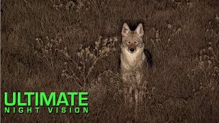 He Never Saw it Coming.. Predator Hunting with Thermal and White Light | Night Crew