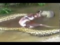 Anaconda se come una vaca y luego la devuelve