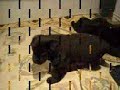 ПРОФЕССИОНАЛЬНЫЙ ПЛЕМЕННОЙ ПИТОМНИК