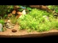 Foto pequena new setup aquarium