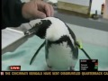 NEW Zoo