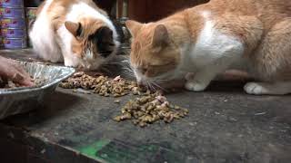 Feral Cats Eating