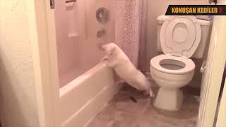 Konuşan Kediler 3 En Komik Kedi Videoları