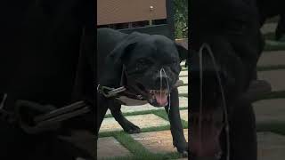 Apbt Dog
