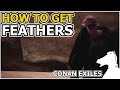 How to get Feathers | CONAN EXILES