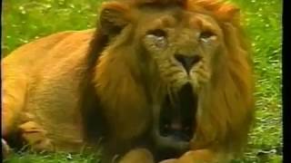 Opening To Mother Goose Goes To School 1993 Vhs