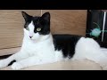 katze