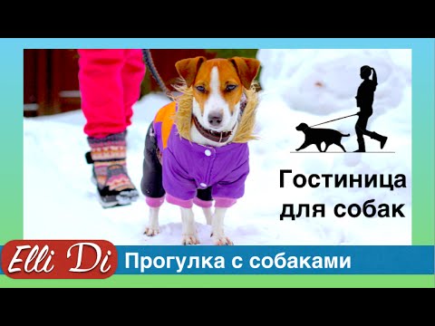 Канал элли ди новые серии 2018 года Канал элли ди новые серии 2018 года
