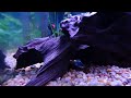 Electric Blue Ram Pair 20 Long Fish Tank Aquarium HD -- Lumix LX3