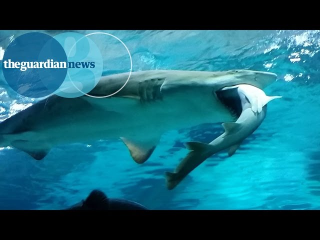 Shark Eats Others Shark At South Korean Aquarium - Video