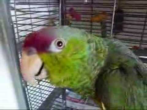 JASPER PARROT WHISTLING KILL BILL