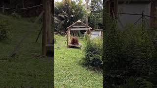 Father & Son Orangutan Play Fight.