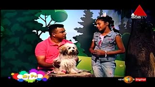 How To Groom A Terrier | My Pet | Kids 1st