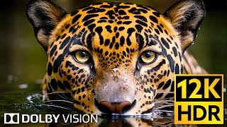 Dolby Vision 🌿 Wildlife 12K HDR 120fps in 2024 (EXTREME COLORS)