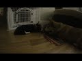Jackie + Betty - Play Time Vlog