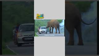 Gajodhar Singh S.i. On Duty Funny Animals