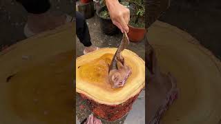 Goat Head Knife Showcase In Butchery Style 641