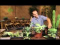 Propagating succulents pt. 2|Eric Pedley|Central Texas Gardener