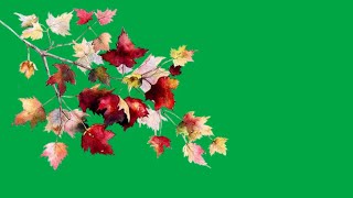 Tree Branch Moving Green Screen Green Screen Tree Leaves Effect Leaves Falling Green Screen