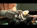 Watch Stem cell therapy performed at Olathe Animal Hospital Video