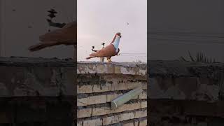Pigeon Lovers