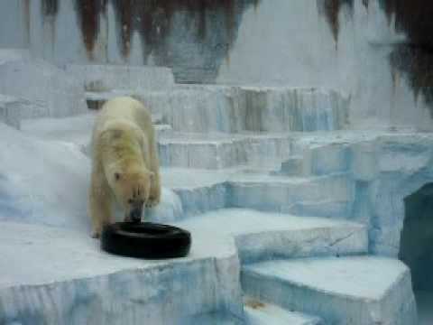 天王寺動物園タイヤで遊ぶゴーゴ20091120_5