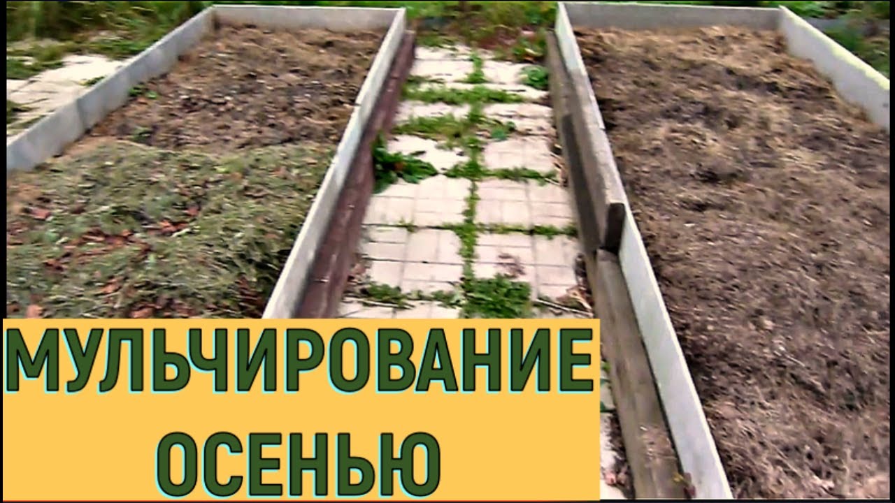 Мульча своими руками из травы 3