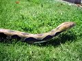 tiger retic
