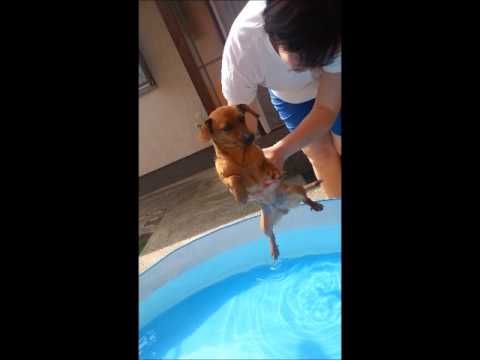 dog-swimming-in-the-air.html