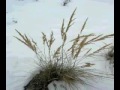 Learn About Animal Survival in Winter for Kids