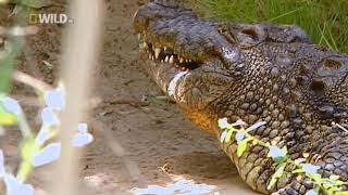 Суперхищники Крокодил Nat Geo Wild Hd