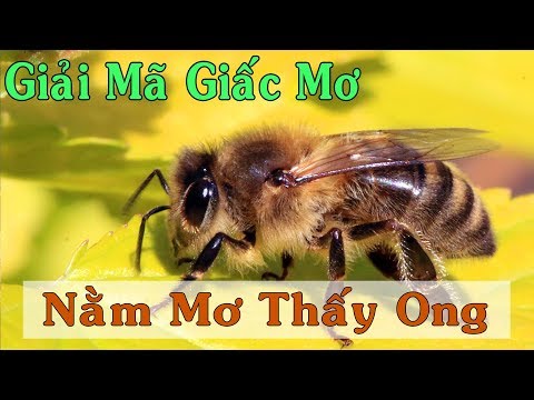 Giải Mã Giấc Mơ | Mơ thấy ong - tổ ong đánh đề con gì?