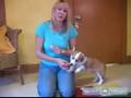How to Train Puppies : Train Your Puppy to Come