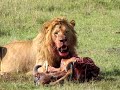 Lion Eating Prey