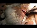 Каплунизация петуха. Docent A.D. Stepanov, ПДАТУ thumbnail