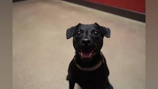 Meet Patton, Hes A Patterdale Terrier, Very Unique, Only A Couple Years Of Age.