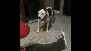 Balloon Obcessed Pit Bull