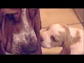hound