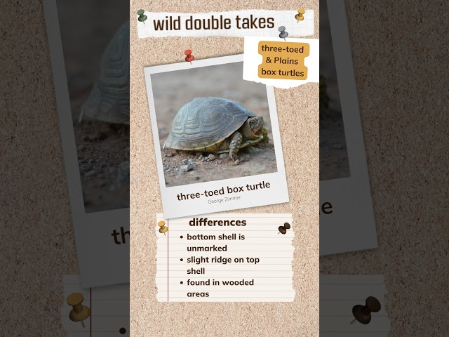 Watch Wild Double Take: Box Turtles on YouTube.