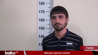 Tərtərdə Mal-Qara Oğruları Tutulub
