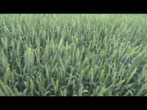 Льговская 4: продажа, цена в Воронеже. зерновые культуры от "ООО." Описание сорта пшеницы озимой Льговская 4