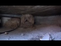 Adorable dog lives under a shed for a year after owner dies