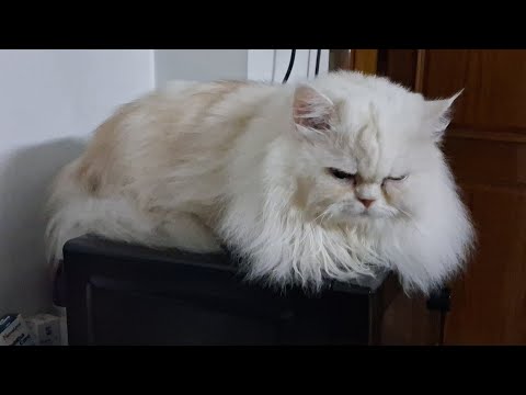 Coco the cat's Medicine and Again Blood test after one month! Coco the cat's Medicine and Again Blood test after one month!