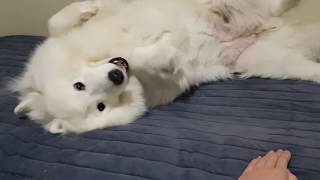 Samoyed Dog Personality Test! Her reaction?